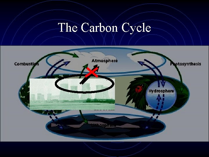 The Carbon Cycle 