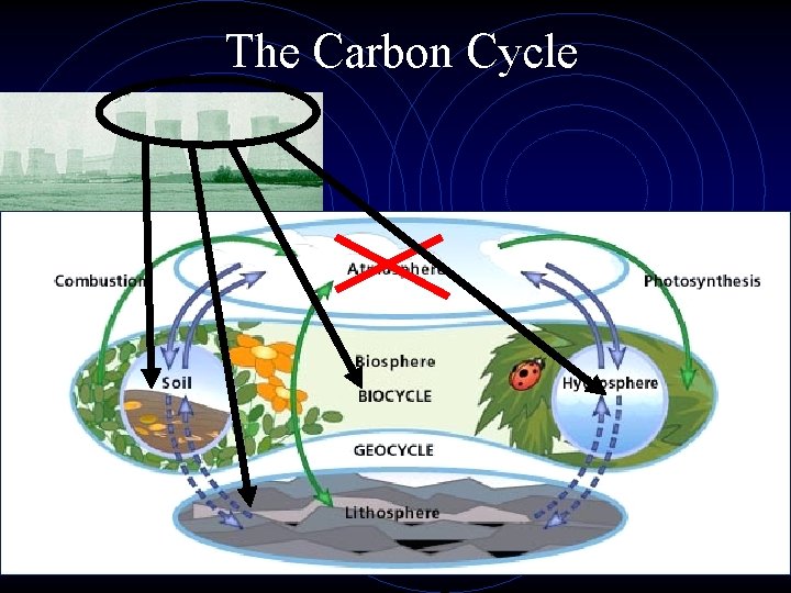 The Carbon Cycle 