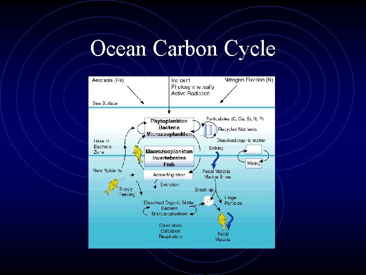 Ocean Carbon Cycle 