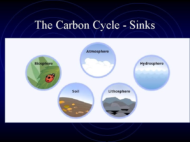 The Carbon Cycle - Sinks 