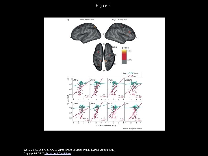 Figure 4 Trends in Cognitive Sciences 2012 16292 -305 DOI: (10. 1016/j. tics. 2012.