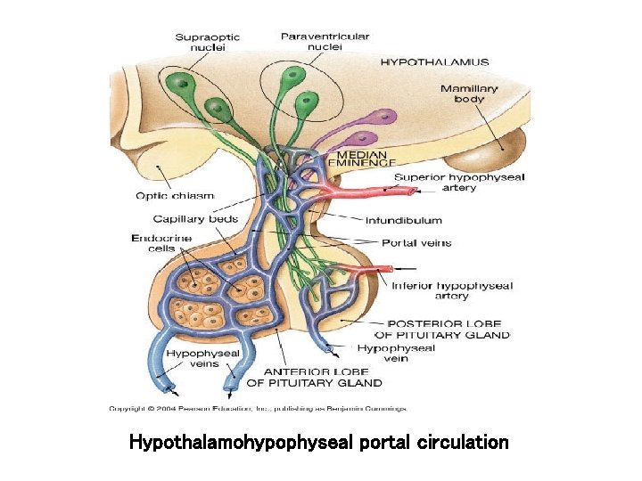 Hypothalamohypophyseal portal circulation Hypothalamohypophyseal portal circulation