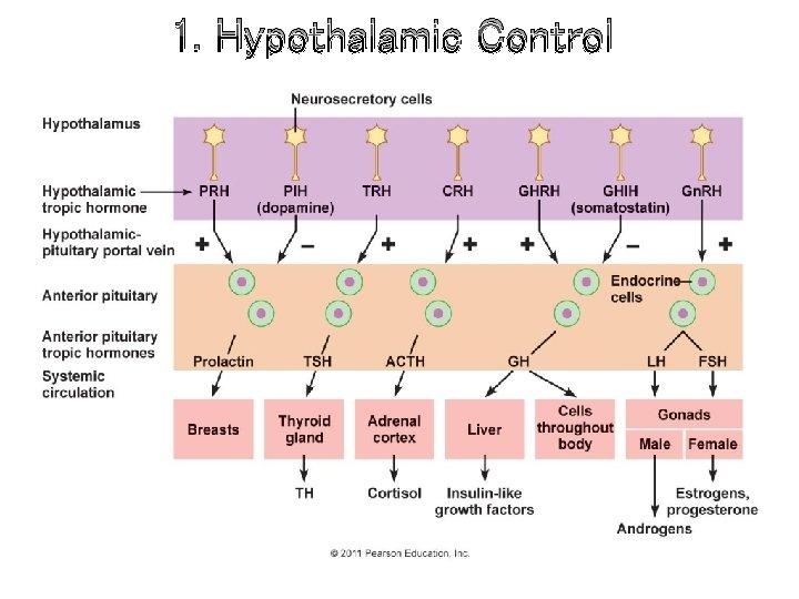 1. Hypothalamic Control 1. Hypothalamic Control