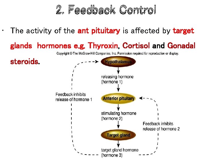 2. Feedback Control • The activity of the ant pituitary is affected by target