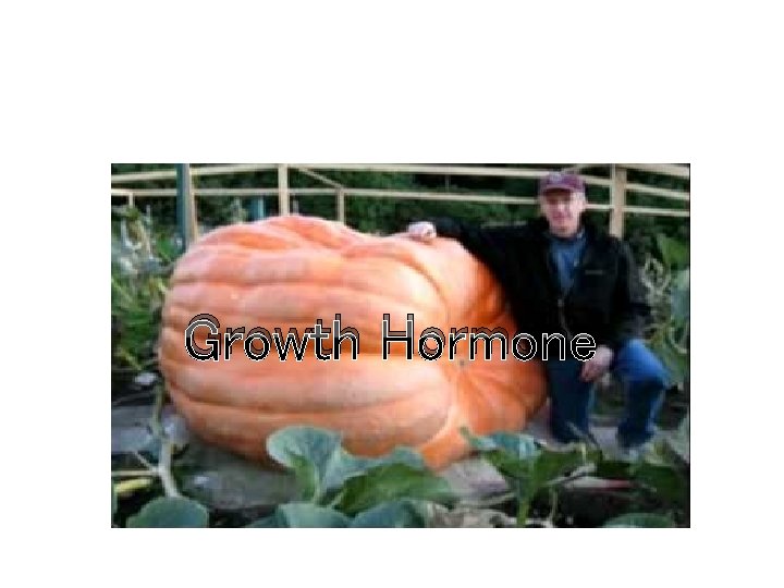 Growth Hormone Growth Hormone