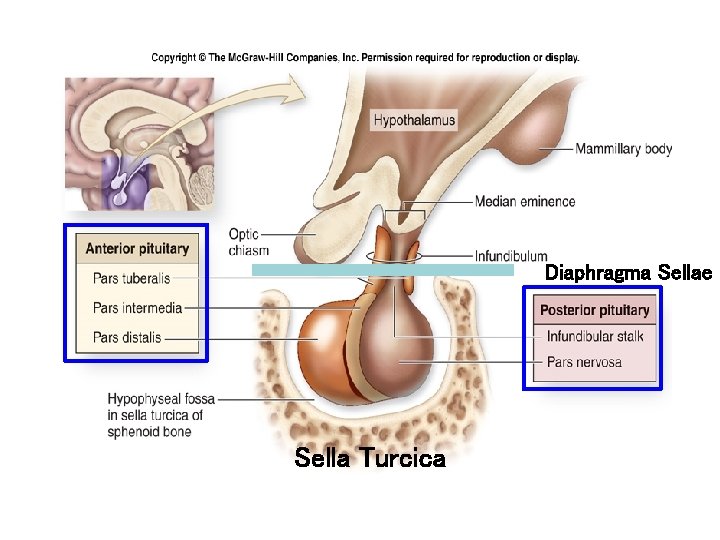 Diaphragma Sellae Sella Turcica 