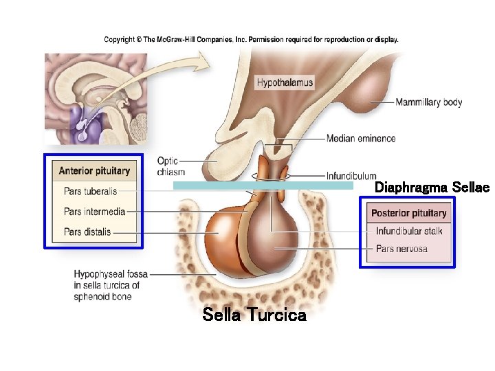 Diaphragma Sellae Sella Turcica Diaphragma Sellae Sella Turcica