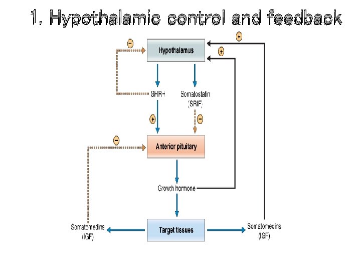 1. Hypothalamic control and feedback 