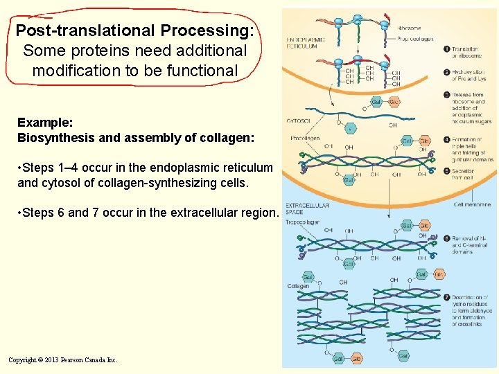 Post-translational Processing: Some proteins need additional modification to be functional Example: Biosynthesis and assembly