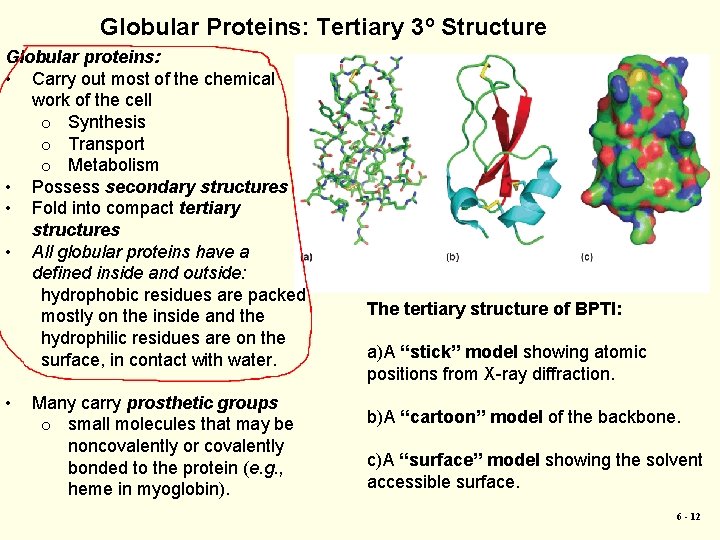 Globular Proteins: Tertiary 3 o Structure Globular proteins: • Carry out most of the