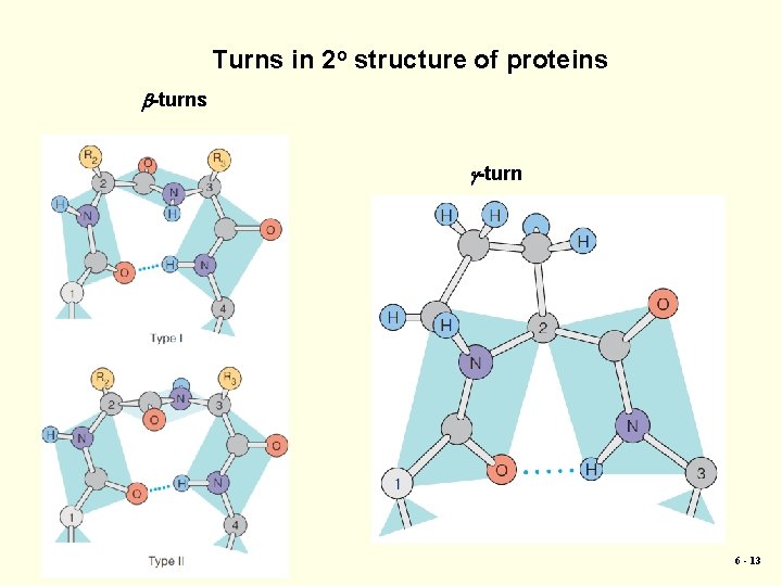 Turns in 2 o structure of proteins b-turns g-turn 6 - 13 
