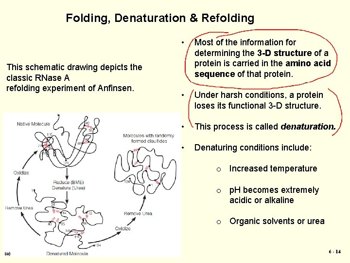 Folding, Denaturation & Refolding This schematic drawing depicts the classic RNase A refolding experiment