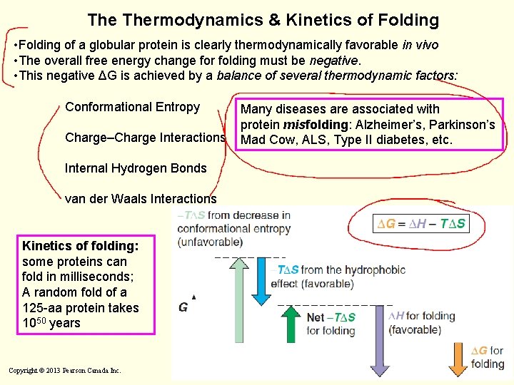 The Thermodynamics & Kinetics of Folding • Folding of a globular protein is clearly