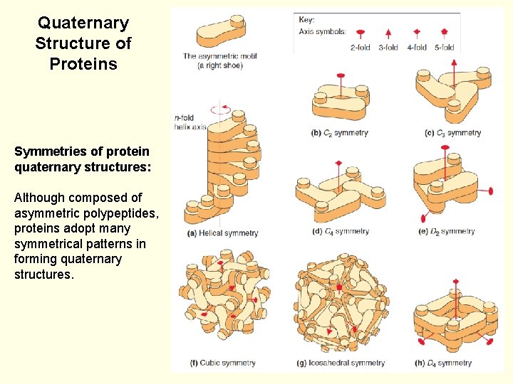 Quaternary Structure of Proteins Symmetries of protein quaternary structures: Although composed of asymmetric polypeptides,