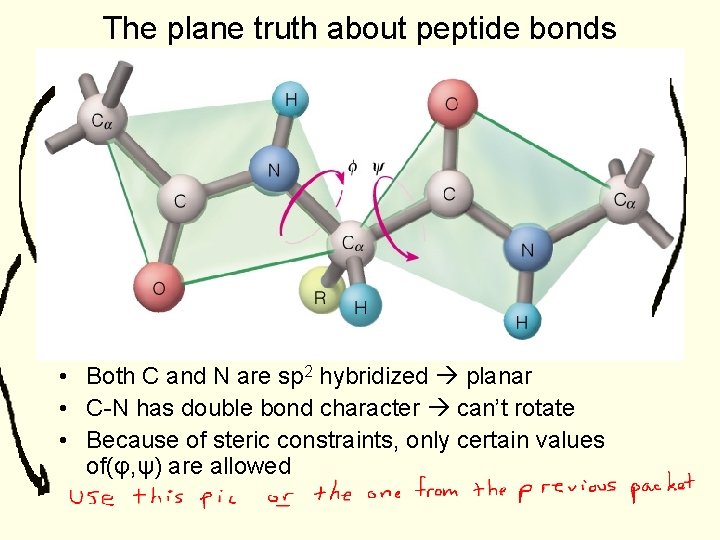 The plane truth about peptide bonds • Both C and N are sp 2