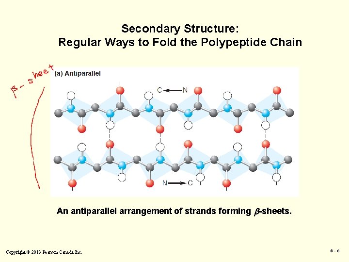 Secondary Structure: Regular Ways to Fold the Polypeptide Chain An antiparallel arrangement of strands