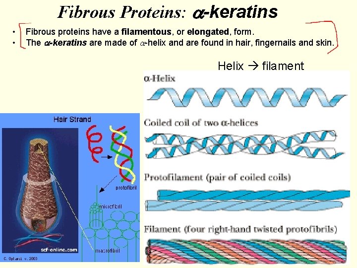 Fibrous Proteins: a-keratins • • Fibrous proteins have a filamentous, or elongated, form. The