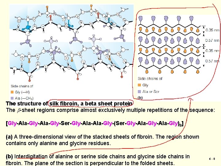 The structure of silk fibroin, a beta sheet protein The b-sheet regions comprise almost