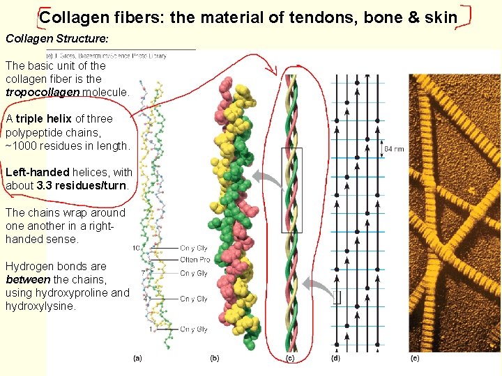 Collagen fibers: the material of tendons, bone & skin Collagen Structure: The basic unit