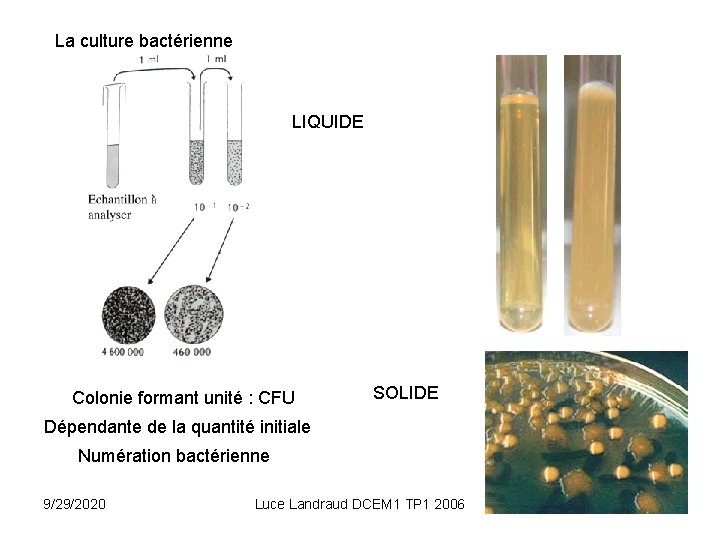 La culture bactérienne LIQUIDE Colonie formant unité : CFU SOLIDE Dépendante de la quantité