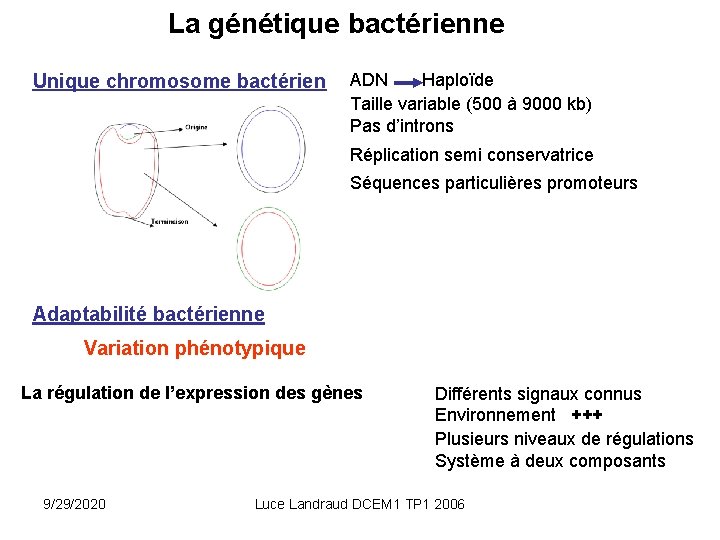 La génétique bactérienne Unique chromosome bactérien ADN Haploïde Taille variable (500 à 9000 kb)