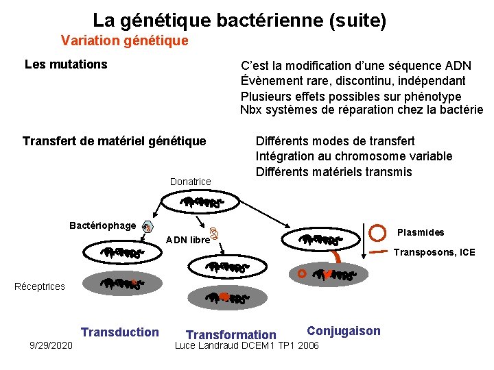 La génétique bactérienne (suite) Variation génétique Les mutations C’est la modification d’une séquence ADN