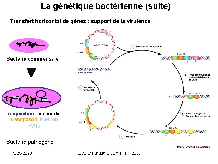 La génétique bactérienne (suite) Transfert horizontal de gènes : support de la virulence Bactérie