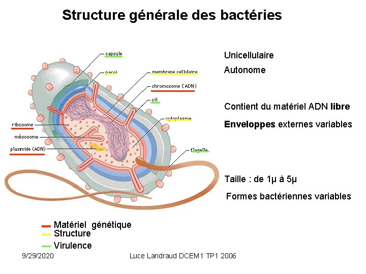 Structure générale des bactéries Unicellulaire Autonome Contient du matériel ADN libre Enveloppes externes variables