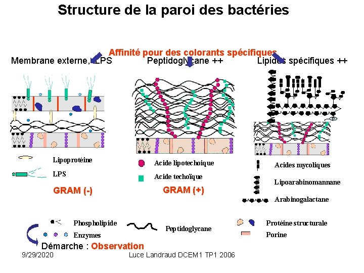 Structure de la paroi des bactéries Affinité pour des colorants spécifiques Membrane externe, LPS