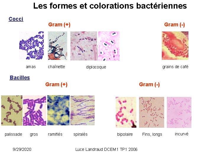 Les formes et colorations bactériennes Cocci Gram (+) amas chaînette Gram (-) grains de