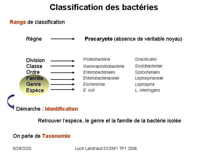 Classification des bactéries Rangs de classification Règne Procaryote (absence de véritable noyau) Division Classe