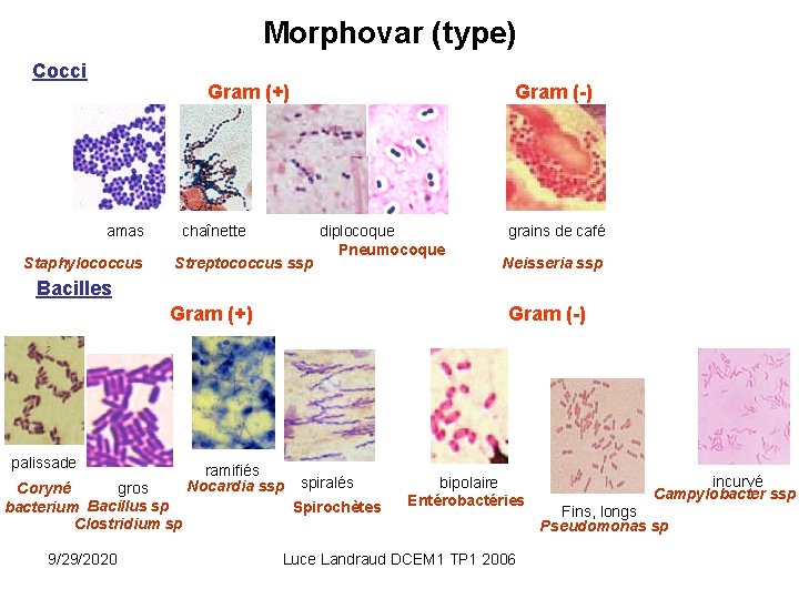 Morphovar (type) Cocci Gram (+) amas Staphylococcus chaînette Streptococcus ssp Gram (-) diplocoque Pneumocoque