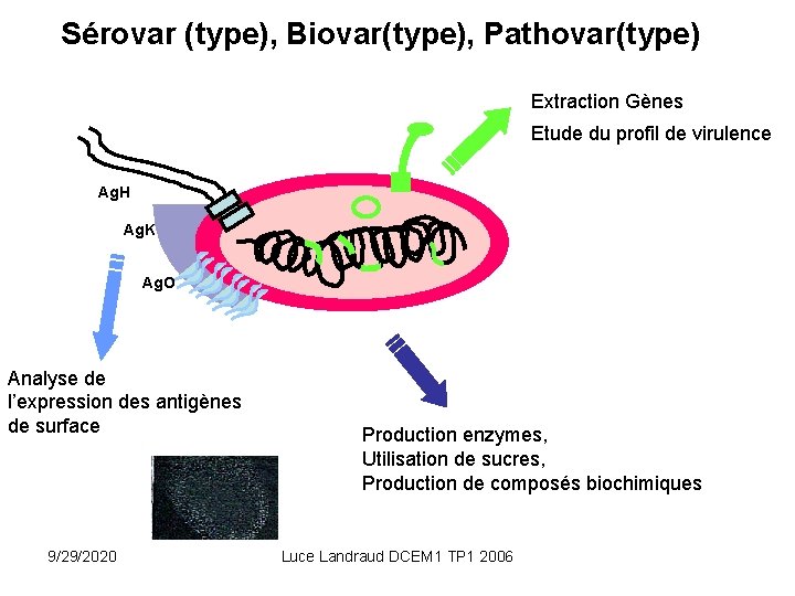 Sérovar (type), Biovar(type), Pathovar(type) Extraction Gènes Etude du profil de virulence Ag. H Ag.