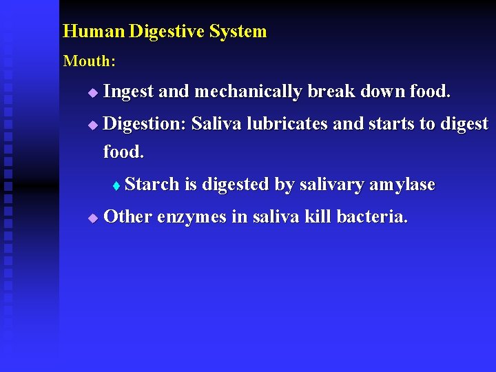 Human Digestive System Mouth: u u Ingest and mechanically break down food. Digestion: Saliva