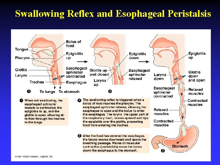 Swallowing Reflex and Esophageal Peristalsis 