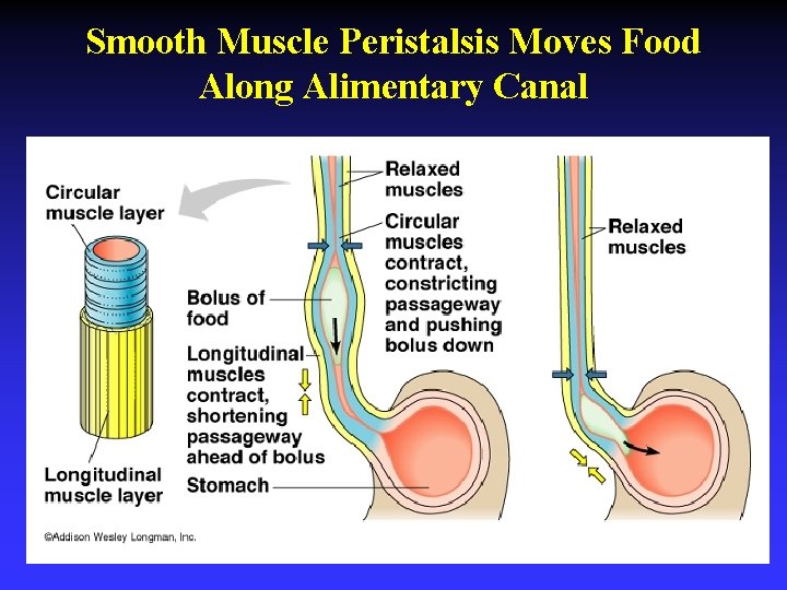 Smooth Muscle Peristalsis Moves Food Along Alimentary Canal 