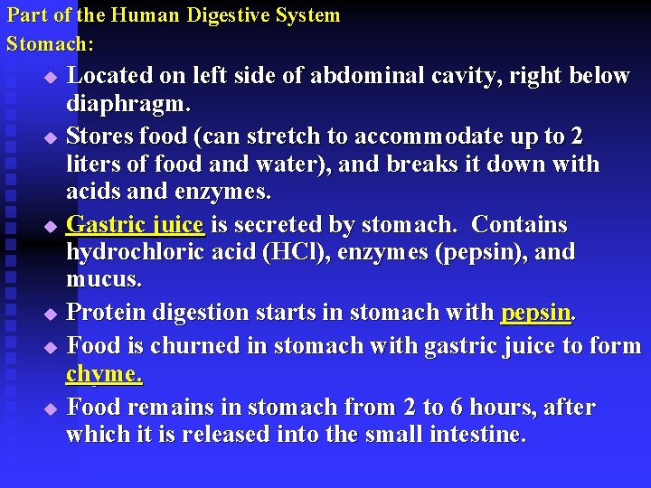 Part of the Human Digestive System Stomach: Located on left side of abdominal cavity,