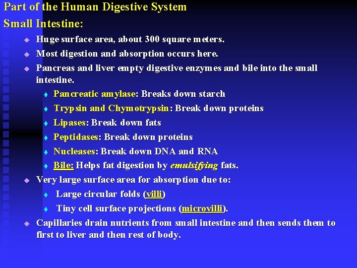 Part of the Human Digestive System Small Intestine: u u u Huge surface area,