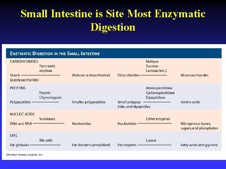 Small Intestine is Site Most Enzymatic Digestion 