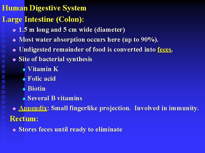 Human Digestive System Large Intestine (Colon): u u u 1. 5 m long and