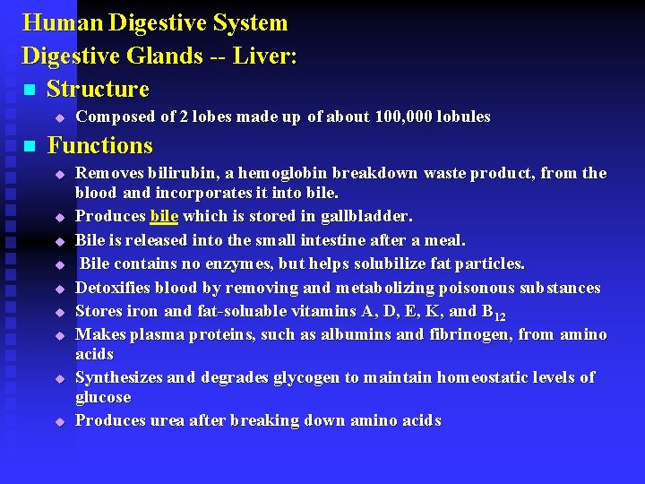 Human Digestive System Digestive Glands -- Liver: n Structure u n Composed of 2