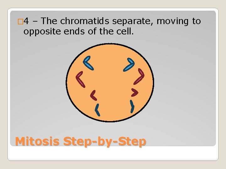 � 4 – The chromatids separate, moving to opposite ends of the cell. Mitosis