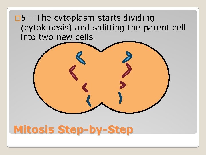 � 5 – The cytoplasm starts dividing (cytokinesis) and splitting the parent cell into