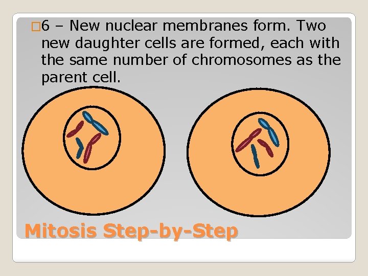 � 6 – New nuclear membranes form. Two new daughter cells are formed, each