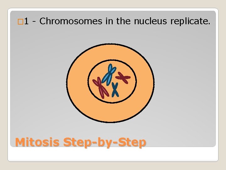 � 1 - Chromosomes in the nucleus replicate. Mitosis Step-by-Step 