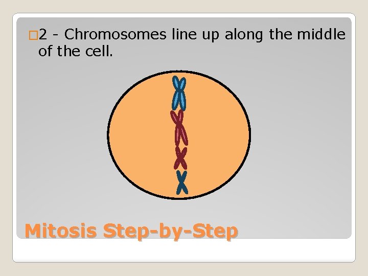 � 2 - Chromosomes line up along the middle of the cell. Mitosis Step-by-Step