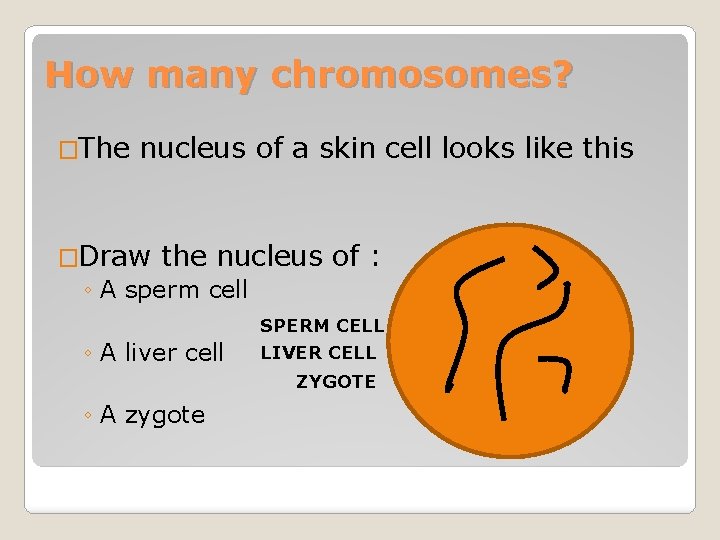 How many chromosomes? �The nucleus of a skin cell looks like this �Draw the