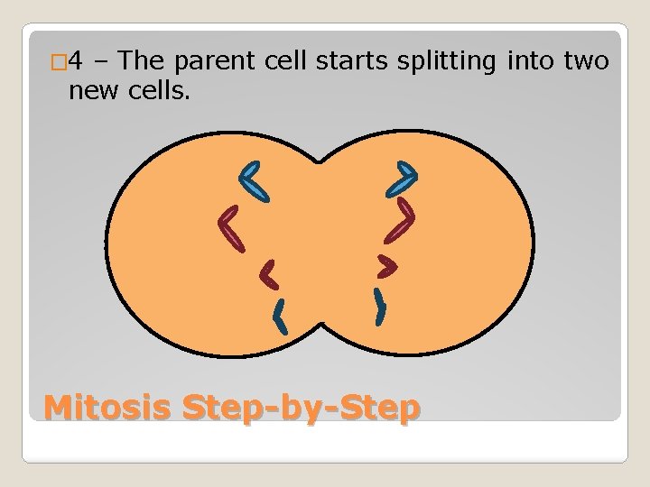 � 4 – The parent cell starts splitting into two new cells. Mitosis Step-by-Step