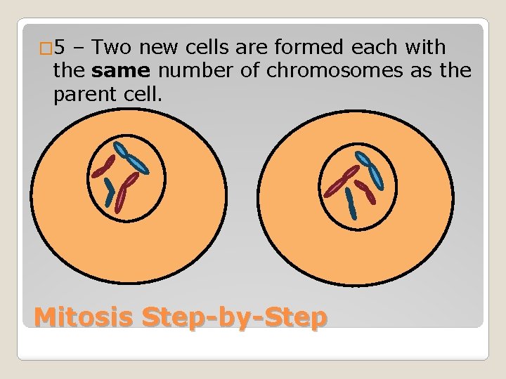 � 5 – Two new cells are formed each with the same number of