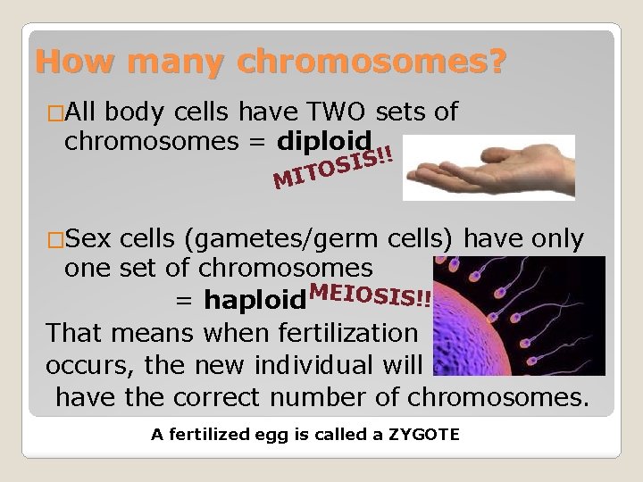 How many chromosomes? �All body cells have TWO sets of chromosomes = diploid !